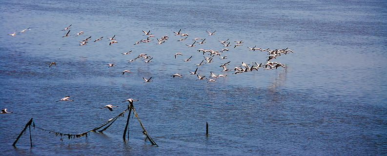 flamencs, ramat, flotant, volant, ocells, fauna animal, aigua, animals a la natura, temes d'animals, animal, gran grup d’animals, ocell, grup d’animals, vertebrats, naturalesa, bellesa a la natura, cap gent, dia, ramat d’ocells, llac, tranquil·litat, a l'aire lliure, 4K, CC0, domini públic, lliure de regalies