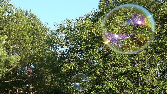 Bläschen, fliegend, Regenbogenblase, Seifenblase, bunt, Blase, Pflanze, Baum, grüne Farbe, Natur, Wachstum, Kugel, transparent, Reflexion, Flachwinkelansicht, keine Leute, draußen, in der Luft, Tag, Zerbrechlichkeit, Verletzlichkeit, Schönheit in der Natur, glänzend, Sonnenlicht, Brechung, 1080P, CC0, gemeinfrei, lizenzfrei