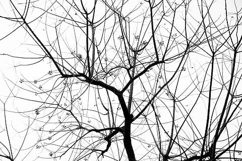 low, angle photo, leafless tree, daytime, tree, branch, defoliation, cold, season, bare tree, low angle view, sky, plant, no people, nature, day, tranquility, complexity, outdoors, clear sky, beauty in nature, silhouette, backgrounds, dead plant, twig, scenics - nature, tree canopy, 5K, CC0, public domain, royalty free