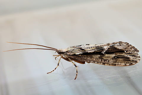 insekt, makro, närbild, vingar, natur, en mal, ett djur, djurteman, djurliv, djur i det vilda, inget folk, ryggradslös, djur kroppsdel, fjäril, utomhus, djur vinge, fokusera på förgrunden, dag, djurantenn, selektiv fokusering, 4K, CC0, offentligt domän, royaltyfria