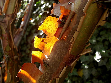 kanel ahorn, bark, log, træ, æstetisk, grene, orange, efterår farver, efterår lys, metal, fokus på forgrunden, tæt på, ingen mennesker, rusten, maskineri, dag, beskadiget, gul, natur, udendørs, nedgang, gammel, plante, forringelse, forladt, kørt ned, industri, forvitret, sollys, jern - metal, industrielt udstyr, 1080P, CC0, offentligt domæne, royaltyfrie