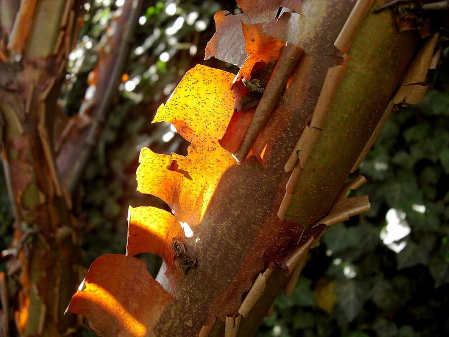 kanel ahorn, bark, log, træ, æstetisk, grene, orange, efterår farver, efterår lys, metal, fokus på forgrunden, tæt på, ingen mennesker, rusten, maskineri, dag, beskadiget, gul, natur, udendørs, nedgang, gammel, plante, forringelse, forladt, kørt ned, industri, forvitret, sollys, jern - metal, industrielt udstyr, 1080P