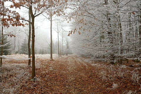 braun, Gras, Weiß, Bäume Fotografie, Waldweg, Winter, Wald, Weg, Natur, winterlich, Wandern, kalt, Promenade, Pfad, Blätter, atmosphärisch, Forststraße, Raureif, eisig, Winterbild, Landschaft, Bäume, reif, Eisnadeln, Baum, Kiefer, keine Leute, Schnee, szenen, Nebel, Tag, Pflanze, Land, Ruhe, Schönheit in der Natur, ruhige Szene, kalte Temperatur, Nicht-städtische Szene, Szenen - Natur, Wachstum, Ast, Baumstamm, Kofferraum, draußen, Veränderung, 4K, CC0, gemeinfrei, lizenzfrei