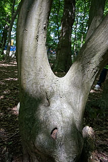 arbre, tronc, v forma, verd, naturalesa, parc, escorça d'arbre, bosc, tronc de l'arbre, a l'aire lliure, planta, creixement, dia, primer pla, cap gent, centrar-se en primer pla, terra, representació, art i artesania, representació humana, part del cos, branca, creativitat, 5K, CC0, domini públic, lliure de regalies