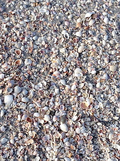 shells, seashore, beach, vacation, seashell, ocean, holiday, coast, marine, full frame, stone - object, backgrounds, abundance, rock, pebble, solid, stone, large group of objects, no people, high angle view, day, nature, shell, land, directly above, outdoors, textured, 2K, CC0, public domain, royalty free
