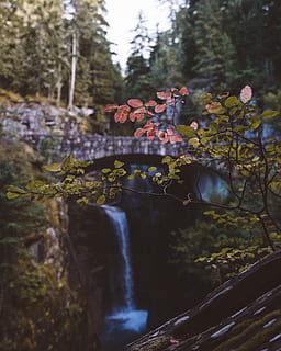 cerrar, fotografía, verde, hojas, selectivo, foto de enfoque, marrón, hojeado, planta, cascadas, puente, rama, árbol, cascada, paisaje, naturaleza, al aire libre, Estados Unidos, America, pnw, Washington, la carretera, otoño, parque Nacional, más lluvioso, crecimiento, día, centrarse en primer plano, nadie, belleza en la naturaleza, agua, de cerca, tierra, bosque, tranquilidad, fragilidad, paisajes - naturaleza, flor, frescura, planta floreciendo, agua que fluye, 4K, CC0, dominio público, libre de derechos