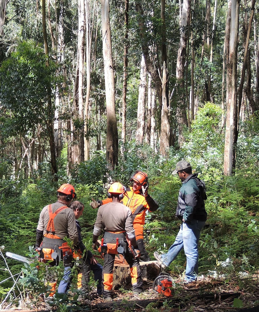 registradors, motoserra, bosc, treballar, fusta, arbre, planta, homes, grup de persones, persones reals, naturalesa, terra, dia, casc, ocupació, roba, gent, barreteria, creixement, a l'aire lliure, tronc de l'arbre, activitat d'oci, de peu, 2K