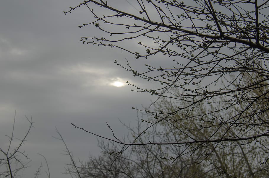 crepuscle, tarda, cel, primavera, abril, branca, ronyó, naturalesa, sol, bellesa a la natura, arbre nu, a l'aire lliure, arbre, planta, vista d’angle baix, tranquil·litat, cap gent, núvol - cel, silueta, escenics - natura, escena tranquil·la, posta de sol, idíl·lic, dia, llum solar, llum de la lluna, 4K