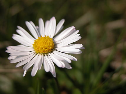 Daisy, gėlė, pavasaris, balta, geltona, balta gėlė, makro, gėlės, veja, pobūdį, spalvos, saulėgrąžos, žydintys augalai, trapumas, pažeidžiamumas, šviežumas, žiedlapis, augalų, grožis gamtoje, augimą, gėlių galva, Iš arti, žiedynas, žiedadulkių, balta spalva, sutelkti dėmesį į naujas žinias, dieną, nėra žmonių, 2K, CC0, Viešasis domenas, nemokamai