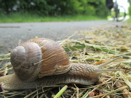 Schnecke, langsam, Schale, schließen, kriechen, Fauna, Tierwelt, Weichtier, Tier, Tiere in freier Wildbahn, wirbellos, Gastropode, Tierthemen, ein Tier, Fokus auf den Vordergrund, Nahansicht, Tierhülle, Tag, Natur, keine Leute, Pflanze, Gras, Tierantenne, draußen, 4K, CC0, gemeinfrei, lizenzfrei