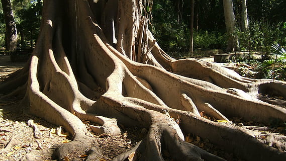 roots, nature, tree, forest, outdoors, root, plant, tree trunk, trunk, land, growth, day, no people, tranquility, sunlight, beauty in nature, non-urban scene, plant part, scenics - nature, low angle view, falling, 2K, CC0, public domain, royalty free