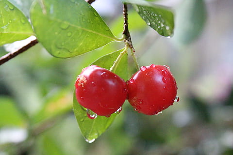 cirera, cireres, wer, fruita, vermell, menjar i beguda, alimentació saludable, menjar, full, frescor, part de la planta, primer pla, planta, naturalesa, madur, centrar-se en primer pla, arbre, creixement, cap gent, branca, aigua, fruites de baies, a l'aire lliure, cirerer, rosada, 5K, CC0, domini públic, lliure de regalies