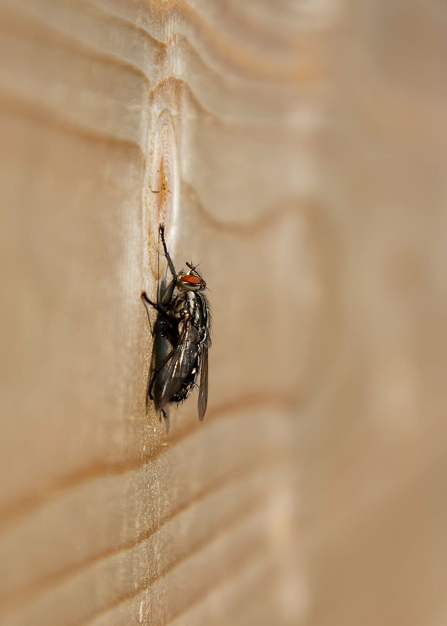 fliegen, Makro, Insekt, Holz, Nahansicht, Natur, Tier, Stubenfliege, Tierwelt, Fluginsekt, wirbellos, ein Tier, Tierthemen, Tiere in freier Wildbahn, selektiver Fokus, Tag, Tierflügel, keine Leute, draußen, schwarze Farbe, Wandbau - Funktion, Fokus auf den Vordergrund, Tierkörperteil, 4K