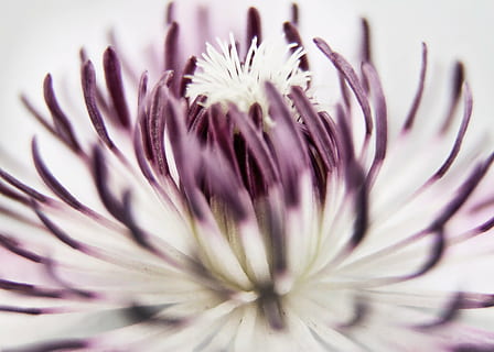 macrofotografia, viola, bianca, fiori, clematide, fiorire, fioritura, vicino, rosa, stami, fiore, pianta, sole, scalatore, francobollo, petalo, dettaglio, pianta fiorita, freschezza, bellezza nella natura, fragilità, vulnerabilità, avvicinamento, testa di fiore, infiorescenza, crescita, natura, nessuno, messa a fuoco selettiva, girato in studio, polline, concentrarsi sulle conoscenze acquisite, all'aperto, focalizzazione morbida, 5K, CC0, dominio pubblico, privo di copyright
