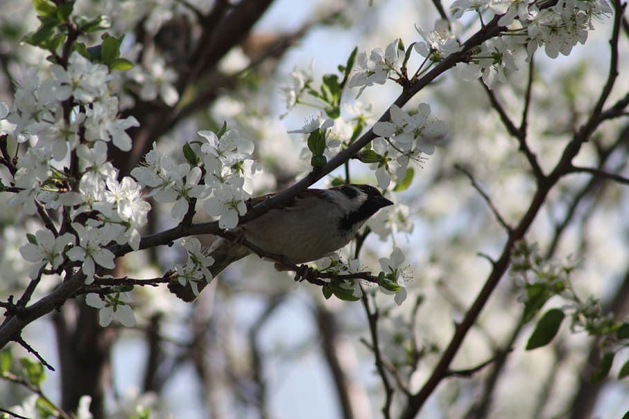Primavera, branco, flor, natureza, árvore de maçã, sai, natur, natureza viva, aldeia, arvores, panorama, casa de passarinho, pardal, pássaro, passarinhos, plantar, um animal, ramo, árvore, temas animais, animal, animais selvagens, animais em estado selvagem, planta com flores, vertebrado, crescimento, beleza na natureza, empoleirar, ninguém, visão de baixo ângulo, fragilidade, focar em primeiro plano, ao ar livre, Árvore de cereja, 4K