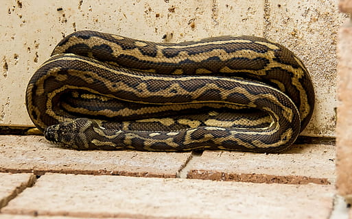maro, negru, şarpe, lângă, perete, covor piton, piton, spiralat, pliat, curat, Australia, queensland, piele, model, sălbatic, animale tematice, animal, târâtoare, un animal, animale sălbatice, nici o persoana, animale vertebrate, animale în sălbăticie, zi, natură, animalele în captivitate, semn de avertizare, semn, ghemuit, grădină zoologică, comunicare, în aer liber, vedere în unghi mare, a închide, otrăvitor, pe scara animalelor, 2K, CC0, domeniu public, fără drepturi de autor