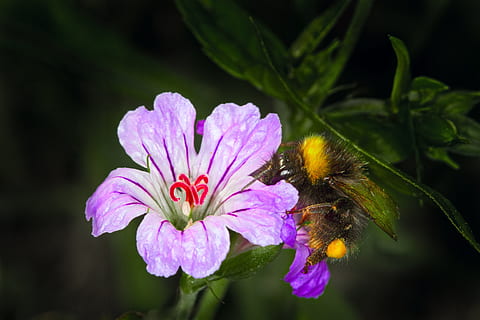 makro, blomst, bi, pollen, lilla, insekt, bi, pollen, honning, insekter, pistil, natur, blomstring, plante, sommer, tæt på, kronblad, skønhed i naturen, enkeltblomst, udendørs, forår, grøn farve, blomstre, blomsterhoved, lyserød farve, blomstrende plante, skrøbelighed, friskhed, sårbarhed, blomsterstand, vækst, dyreliv, dyre temaer, dyr, dyr i naturen, hvirvelløse, ingen mennesker, bestøvning, humlebi, 5K, CC0, offentligt domæne, royaltyfrie