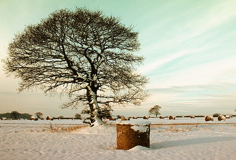 kalt, Schnee, Landschaft, Natur, Geäst, Feld, zing, Frost, eisig, gefroren, Heu, Heuballen, Eis, draußen, szenisch, Himmel, schneebedeckt, Bäume, Wetter, Winter, Winterlandschaft, Baum, Pflanze, kalte Temperatur, Schönheit in der Natur, Szenen - Natur, Ruhe, kahler Baum, keine Leute, wolke - himmel, Land, ruhige Szene, Umgebung, Tag, 4K, CC0, gemeinfrei, lizenzfrei