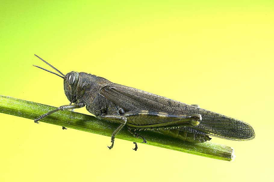 saranče, hmyz, makro, chytil, Příroda, zvíře, kobylka, detail, volně žijících živočichů, bezobratlý, zvířat, jednoho zvířete, zelená barva, zvířata ve volné přírodě, žlutá, zvířecí anténa, část těla zvířete, nikdo, boční pohled, venku, zaměřit se na popředí, zoologie, žluté pozadí, 1080P