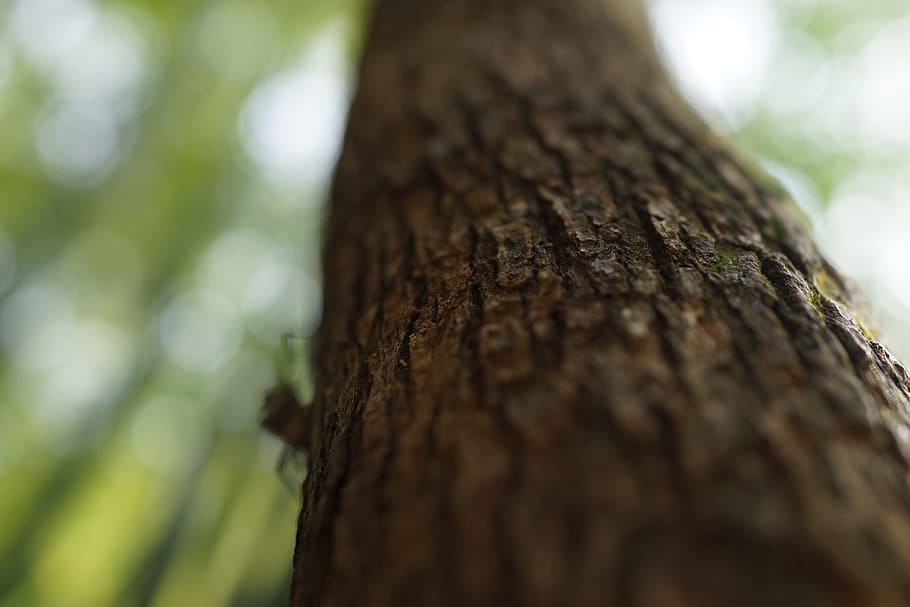 arbre, tronc, presa de tres gorges, pacífica, muntanya, naturalesa, terres, paisatge, tranquil, Xina, tronc de l'arbre, planta, centrar-se en primer pla, textura, primer pla, cap gent, escorça de la planta, a l'aire lliure, creixement, bosc, patró natural, dia, enfocament selectiu, animal, marró, material de fusta, medi ambient, escorça, selva tropical, condició natural, efecte texturat, 5K