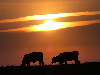 bois, bydło, sol, chmury, świt, zwierzę, tematy zwierzęce, ssak, zachód słońca, sylwetka, zwierzęca przyroda, niebo, zwierzęta na wolności, Natura, grupa zwierząt, słońce, żadnych ludzi, zwierzęta domowe, podświetlany, światło słoneczne, żywy inwentarz, rolnictwo, kolor pomarańczowy, kręgowiec, chmura - niebo, na dworze, roślinożerny, 4K, CC0, domena publiczna, darmowe zdjęcia