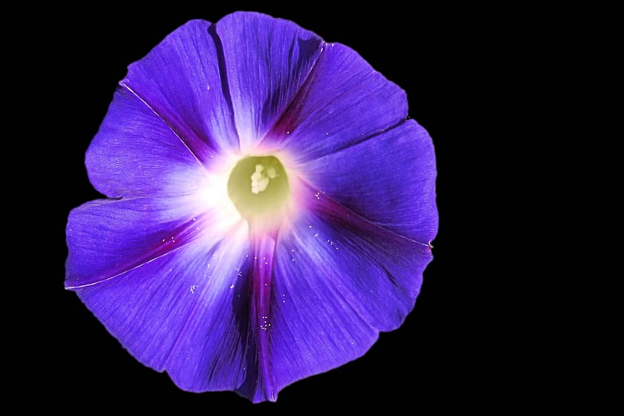 excel·lent, fil, vents, flor, florir, fil excel·lent, porpra, escalador, hivernacle de vent, fons negre, blau, pètal, fragilitat, planta amb flors, frescor, inflorescència, cap de flor, bellesa a la natura, vulnerabilitat, tir de l'estudi, planta, primer pla, creixement, naturalesa, cap gent, tallar, pol·len, 2K