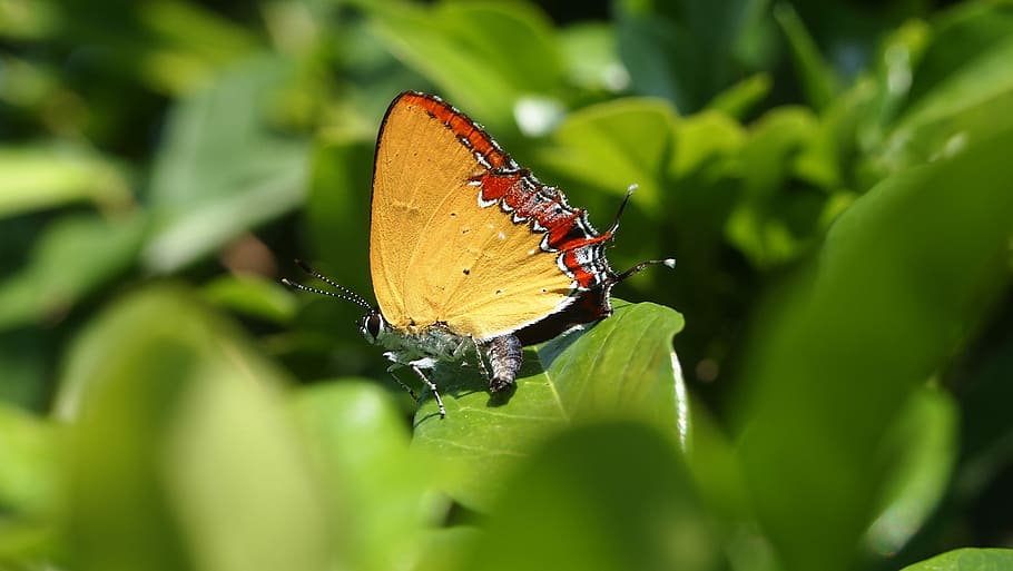 farfalla, giallo, farfalla, giallo, farfalla - insetto, insetto, animali allo stato selvatico, un animale, natura, temi animali, invertebrato, fauna selvatica, ala animale, animale, parte vegetale, foglia, bellezza nella natura, colore verde, pianta, avvicinamento, giorno, messa a fuoco selettiva, crescita, nessuno, all'aperto, 4K