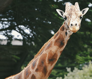 girafa atrás das árvores, camelo marrom, Castanho, girafa branca, girafa, pescoço, animal, natureza, mamífero, animais selvagens, animais e animais de estimação, jardim zoológico, cabeça de animal, ao ar livre, animais em estado selvagem, olhando, um animal, temas animais, dia, focar em primeiro plano, ninguém, vertebrado, parte do corpo animal, pescoço de animal, animais domésticos, árvore, retrato, herbívoro, olhando para a câmera, 2K, CC0, domínio público, royalty free