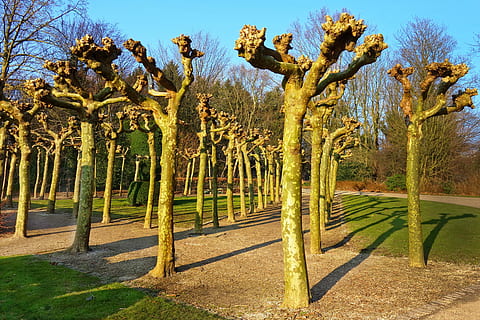arbres nus, salze de pollastre, pollards, salze, arbre, fila, jardí, disseny, carril, parc, jardí del convent belga, amstelpark, amsterdam, Holanda, planta, creixement, naturalesa, llum solar, cel, dia, cap gent, bellesa a la natura, tranquil·litat, ombra, escena tranquil·la, herba, terra, escenics - natura, a l'aire lliure, color verd, sendera, camp, paisatge, treelined, camí de jardí, 4K, CC0, domini públic, lliure de regalies