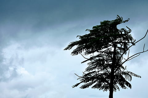 vent, núvols, temps, cel, arbre, caiguda ventosa, paisatge, naturalesa, núvol - cel, vista d’angle baix, planta, clima tropical, Palmera, creixement, cap gent, bellesa a la natura, tranquil·litat, silueta, dia, escenics - natura, a l'aire lliure, escena tranquil·la, branca, alta - alta, full, arbre tropical, palmera de coco, fulla de palma, 4K, CC0, domini públic, lliure de regalies