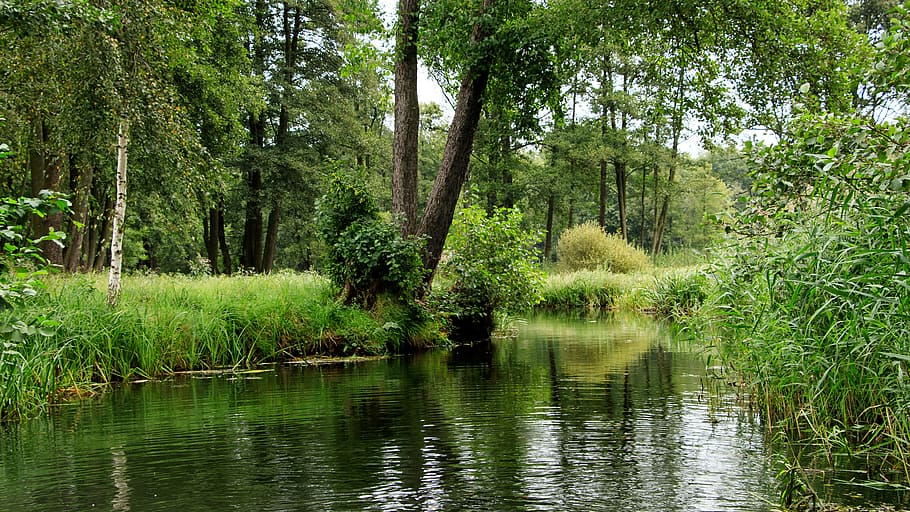 cos, aigua, envoltat, arbres, herba, versat, canals, profunditat, gresca, paisatge, bosc, riu, lübbenau, reserva de la biosfera, paisatge cultural, kahn, arbre, planta, bellesa a la natura, tranquil·litat, creixement, color verd, naturalesa, escenics - natura, llac, escena tranquil·la, terra, reflexió, cap gent, dia, exuberant fullatge, fullatge, a l'aire lliure, pantà, selva tropical, 5K
