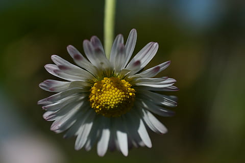 Gänseblümchen, Blume, Weiß, Frühling, wunderschönen, wilde Blume, Blütenblätter, Pflanze, Makro, Wiese, blühende Pflanze, Zerbrechlichkeit, Frische, Verletzlichkeit, Blütenblatt, Blütenkopf, Schönheit in der Natur, Wachstum, Blütenstand, Nahansicht, Pollen, Gelb, Fokus auf den Vordergrund, Natur, keine Leute, weiße Farbe, draußen, lila, Gazania, 5K, CC0, gemeinfrei, lizenzfrei