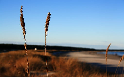 platja, prerow, duna, escut, cel, naturalesa, sol, Alemanya, darß, Mar Bàltic, mar, Costa, hivern, humor, a l'aire lliure, estiu, planta, centrar-se en primer pla, tranquil·litat, creixement, terra, bellesa a la natura, camp, cap gent, escena tranquil·la, herba, dia, primer pla, paisatge, escenics - natura, blau, cel clar, escena no urbana, herba de Timoteu, 4K, CC0, domini públic, lliure de regalies