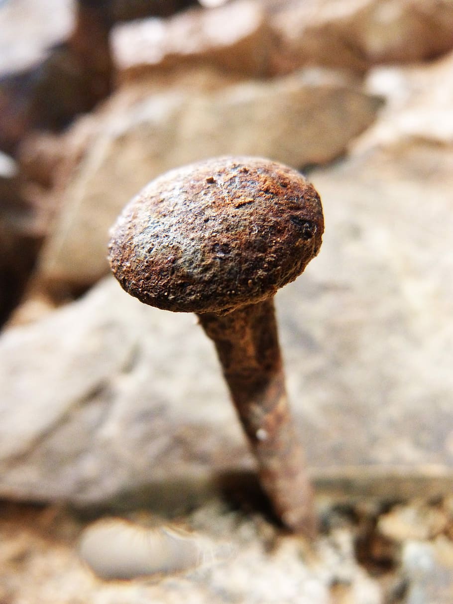 nehet, zeď, žehlička, rezavý, rock - objekt, detail, houba, Příroda, venku, nikdo, jídlo, den, zaměřit se na popředí, růst, zeleniny, selektivní zaměření, přistát, hnědý, muchomůrka, pevný, jedlá houba, texturou, Skála, rostlina, 4K