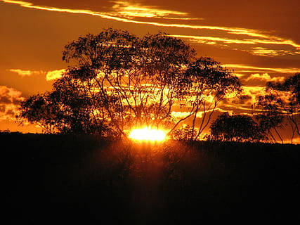 alberi, orizzonte, tramonto dorato, nuvole, cielo, i raggi del sole, paesaggio, cielo serale, crepuscolo, ambientazione, natura, entroterra, tramonto, albero, colore arancione, luce del sole, Paesaggi, nuvola - cielo, sole, silhouette, pianta, scenics - natura, bellezza nella natura, la tranquillità, scena tranquilla, raggio di sole, nessuno, crescita, retroilluminato, idilliaco, riflesso lente, all'aperto, cielo romantico, 2K, CC0, dominio pubblico, privo di copyright