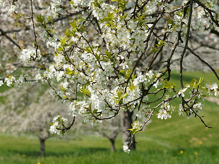 Natura, wiosna, drzewo, kwiat, pole, Oddział, wiśnia, gałęzie drzew, trawa, roślina, roślina kwitnąca, kruchość, kwitnąć, piękno natury, wzrost, wrażliwość, świeżość, biały kolor, żadnych ludzi, dzień, skupić się na pierwszym planie, drzewo owocowe, na dworze, selektywne skupienie, Kwiat Wiśni, głowa kwiatu, Wiśniowe drzewo, 4K, CC0, domena publiczna, darmowe zdjęcia