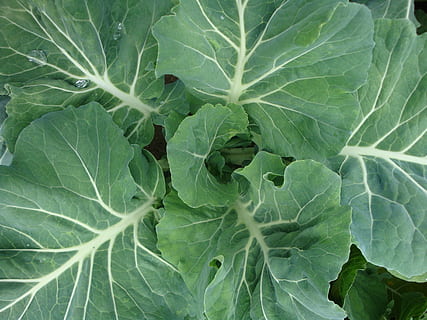 cerrar, foto, repollo vegetal, planta de hoja verde, repollo, hoja, planta, vegetal, vegetales crucíferos, verde, lechuga, naturaleza, comida verde, comida, helecho, marta rei, parte de la planta, color verde, crecimiento, alimentación saludable, comida y bebida, fotograma completo, vena de la hoja, frescura, nadie, de cerca, belleza en la naturaleza, antecedentes, día, bienestar, al aire libre, orgánico, hojas, jardinería, 2K, CC0, dominio público, libre de derechos