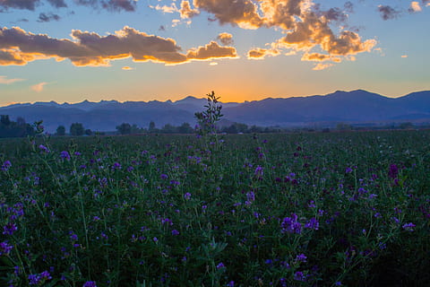 blauw, gebloemde bloembollenvelden, uitzicht, bergen, bloembollenvelden, natuur, zonsondergang, bloem, zomer, hemel, buitenshuis, Purper, landschap, schoonheid in de natuur, schemer, weide, fabriek, veld-, zonsopgang - ochtendgloren, Vakantiebestemmingen, landelijke scène, zon, zonlicht, landbouw, groei, bloeiende plant, land-, scenics - natuur, versheid, wolk - lucht, kwetsbaarheid, breekbaarheid, kalmte, rustige scène, milieu, geen mensen, lavendel, 5K, CC0, publiek domein, royaltyvrij