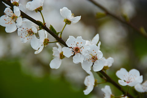 erik, flor, primavera, planta amb flors, planta, frescor, fragilitat, bellesa a la natura, creixement, vulnerabilitat, arbre, Color blanc, branca, pètal, pol·len, primer pla, arbre fruiter, naturalesa, flor de cirerer, inflorescència, cap de flor, cap gent, cirerer, a l'aire lliure, Ram de flors, 5K, CC0, domini públic, lliure de regalies