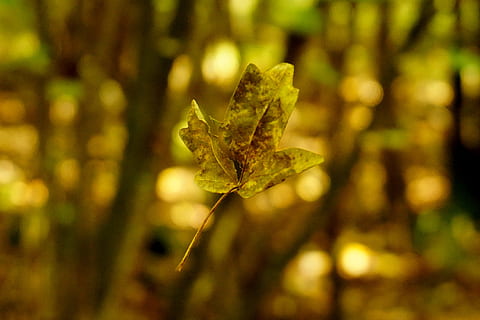 blad, flydende, bladblad, efterårsblade, plante del, plante, natur, Skov, træ, fokus på forgrunden, tæt på, ingen mennesker, jord, dag, udendørs, efterår, grøn farve, skønhed i naturen, selektiv fokusering, vækst, ro, træstamme, lave om, regnskov, nåletræ, naturlig tilstand, 2K, CC0, offentligt domæne, royaltyfrie