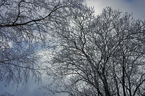 vinter-, träd, vintrig, vinterträd, snö, landskap, snöig, gren, lågvinkelvy, växt, nakna träd, himmel, skönhet i naturen, natur, lugn, inget folk, silhuett, utomhus, scenics - natur, moln - himmel, tillväxt, dag, trädstam, trunk, trädtak, direkt nedanför, 5K, CC0, offentligt domän, royaltyfria