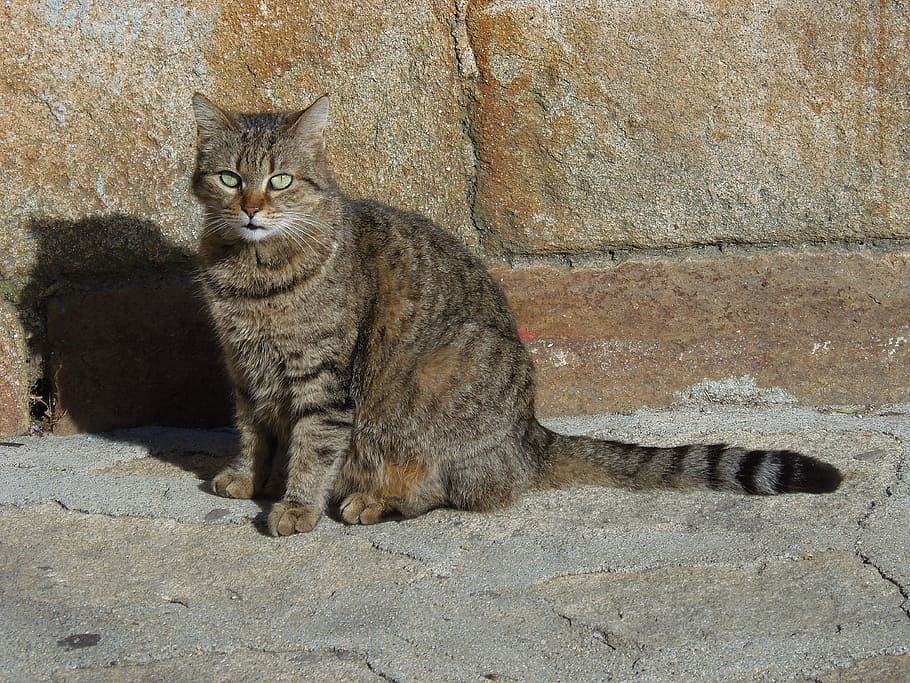 gatto, tigrato, riposo, sole, felino, animale domestico, animali, domestico, gatto domestico, animali domestici, mammifero, un animale, vertebrato, seduta, guardando la fotocamera, nessuno, ritratto, giorno, caratteristica della parete, baffo, soriano, 4K