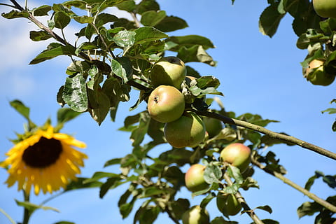 Sonnenblume, Äpfel, Apfelbaum, Obst, Sommerzeit, Blume, gesundes Essen, Pflanze, Baum, Frische, Blatt, Essen und Trinken, Pflanzenteil, Lebensmittel, Ast, Flachwinkelansicht, Himmel, Wachstum, Obstbaum, grüne Farbe, Natur, keine Leute, Tag, Wohlbefinden, draußen, reif, Apfel, 5K, CC0, gemeinfrei, lizenzfrei