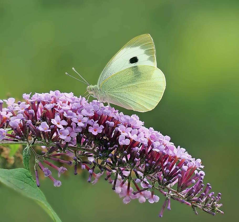 groen, zwart, kool vlinder, insect, natuur, leven, vlinder - insect, zomer, dier, bloem, schoonheid in de natuur, detailopname, bloeiende plant, kwetsbaarheid, breekbaarheid, fabriek, versheid, dierenleven, dieren in het wild, groei, ongewerveld, dierlijke thema's, één dier, bloemblad, Purper, bloemhoofd, dierenvleugel, geen mensen, lila, buitenshuis, bestuiving, lente, vlinder, 1080P