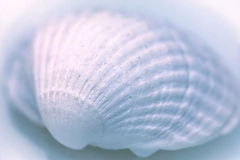 white seashell, shell, lime, sea, seashell, structure, close-up, softness, selective focus, no people, food, extreme close-up, food and drink, freshness, indoors, studio shot, healthy eating, single object, nature, animal, wellbeing, textured, group of objects, seafood, plant, marine, 5K, CC0, public domain, royalty free