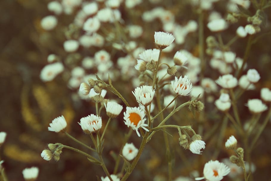 fons, herba, frescor, flors silvestres, naturalesa, primavera, estiu, camp, halm, alba, flor, prat, planta amb flors, planta, fragilitat, vulnerabilitat, bellesa a la natura, creixement, primer pla, Color blanc, cap gent, enfocament selectiu, dia, a l'aire lliure, centrar-se en primer pla, pètal, cap de flor, 2K