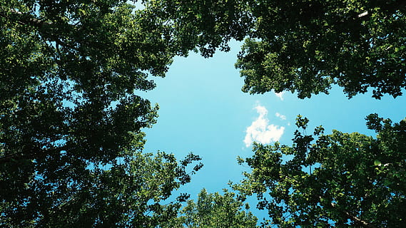 bottom view, sollys, grøn, træer, lavvinkelfotografering, høj, klar, blå, himmel, low-angle, fotografering, grønt blad, blå himmel, dagtimerne, træ, Sky, Skov, natur, udendørs, sommer, dag, baggrunde, scenics, skønhed i naturen, miljø, ingen mennesker, blad, plante, vækst, lav vinkel visning, ro, grøn farve, scenics - natur, rolig scene, jord, afdeling, ikke-urbane scene, idyllisk, træ baldakin, direkte under, 4K, CC0, offentligt domæne, royaltyfrie