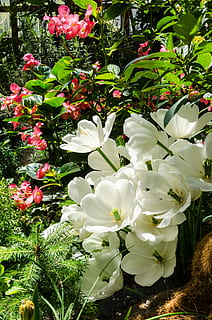 abstrait, Contexte, arrière-plans, belle, beauté, bleu, botanique, branche, brillant, bouquet, Fermer, Couleur, des champs, flore, floral, fleurs, feuillage, forêt, Frais, jardin, vert, croissance, feuille, feuilles, lumière, macro, Naturel, la nature, Orange, biologique, en plein air, paume, parc, modèle, pétale, rose, plante, printemps, été, lumière du soleil, texture, arbre, tropical, vibrant, blanc, fleur, couleur verte, tête de fleur, parterre de fleurs, beauté dans la nature, jardin à la française, personne, couleur blanche, plante à fleurs, fraîcheur, vulnérabilité, fragilité, inflorescence, journée, partie de la plante, arrangement de fleurs, bouquet de fleurs, 4K, CC0, domaine public, libre de droits