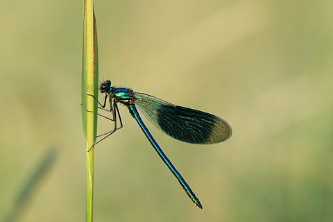 ważka, owad, skrzydło, blisko, Natura, makro, cztery poprawki, zwierzę, damselfly, tematy zwierzęce, jedno zwierzę, zwierzęca przyroda, zwierzęta na wolności, skupić się na pierwszym planie, dzień, na dworze, bezkręgowy, skrzydło zwierzęce, zbliżenie, roślina, zielony kolor, piękno natury, żadnych ludzi, pełna długość, zoologia, oko zwierzęcia, źdźbło trawy, 1080P, CC0, domena publiczna, darmowe zdjęcia