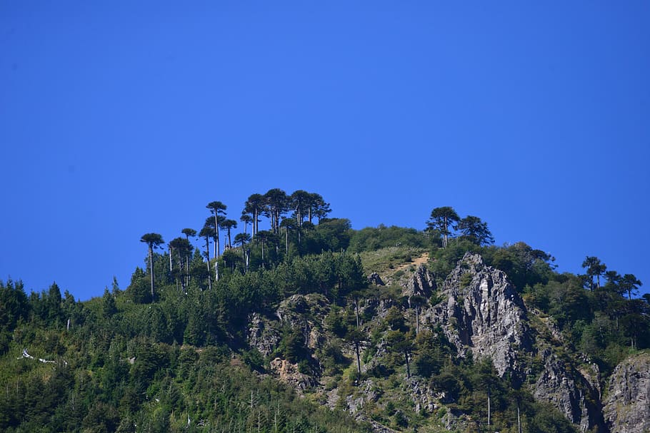 montagna, cielo blu, blu, alberi, araucaria, cielo, blu, alberi, Araucanía, rocce, albero, natura, paesaggio, foresta, nessuno, pianta, bellezza nella natura, scena tranquilla, scenics - natura, crescita, la tranquillità, cielo sereno, colore verde, copia spazio, scena non urbana, giorno, Inquadratura dal basso, terra, ambiente, Pino, albero di conifere, 5K